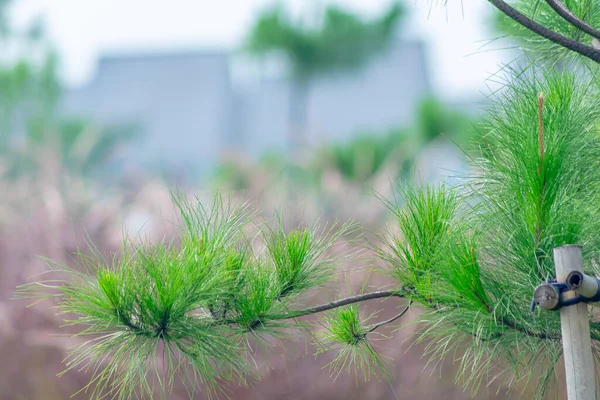 ソフトフォーカスレッド野生の草の背景を持つクローズアップ小さな松の木 自然と景観の壁紙に適しています — ストック写真