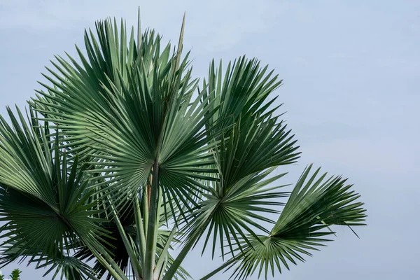 Güzel Yeşil Tropik Yelpaze Açık Parlak Mavi Gökyüzünün Altında Palmiye — Stok fotoğraf
