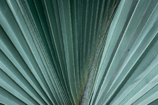 Yakından Bakınca Tropikal Yeşil Fan Yaprağı Palmiye Ağacı Dokusunun Detaylarını — Stok fotoğraf