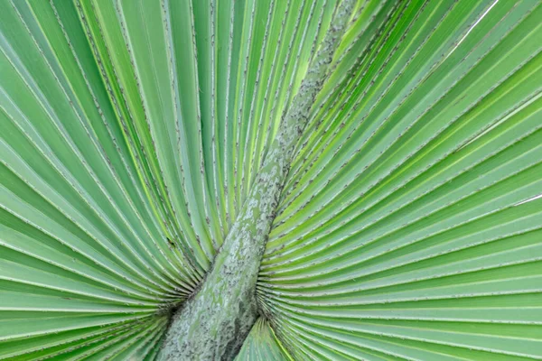 Nahaufnahme Die Das Detail Der Schönen Tropischen Grünen Fächerblatt Palmen — Stockfoto