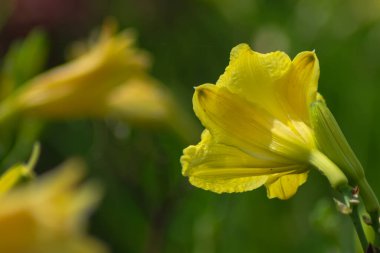 Bir demet güzel doğanın yakın görüntüsü bahçedeki bulanık ve yumuşak odaklı çiçekli alamanda çiçeklerini sarıyor