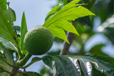 Taze ve yeşil olgunlaşmamış tropikal meyveler. Parlak güneş ışığının altındaki ağaçta asılı yapraklar.
