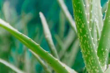 Güzellik kozmetik duvar kâğıdı için bulanık ve yumuşak odaklı arka planı olan taze ve yeşil tropikal aloe vera yaprağı doğa bitkilerinin yakın çekimi
