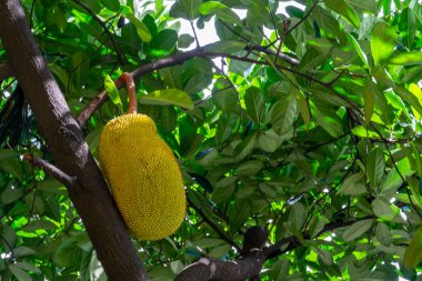 Taze ve sarı olgun tropikal meyveler ağaçta asılı parlak güneş ışığının altında.