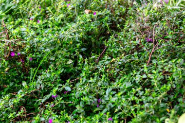 Estetik ve egzotik arkaplan veya duvar kâğıdı için yeşil tropikal yaprak sarmaşığı dokusundan güzel doğa deseni