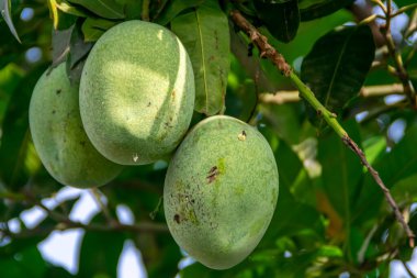 Taze yeşil, olgunlaşmamış mango ağaçta, güneş ışığının altında sallanan yeşil yapraklarla sağlıklı, doğa ve meyve suyu için duvar kağıdı.