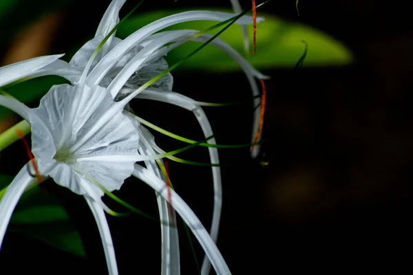 Красивый Крупным Планом Макро Белых Цветов Лилии Темным Фоном Сцены — стоковое фото