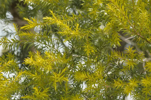 Pinheiro Amarelo Bonito Deixa Textura Planta Adequado Para Natureza Paisagem — Fotografia de Stock