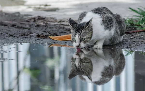 Graue Und Weiße Süße Katze Trinkt Wasser Aus Wasserpfütze Der — Stockfoto