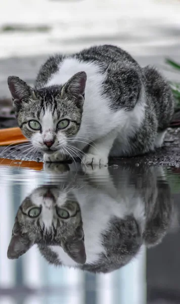 Graue Und Weiße Süße Katze Trinkt Wasser Aus Wasserpfütze Der — Stockfoto