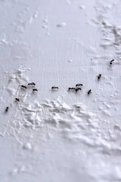 約白い壁のチームとして働いている小さな黒いアリのライン — ストック写真
