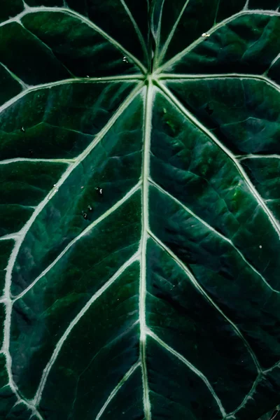 Abstrakcyjny Wzór Liści Kości Zielonej Tropikalnej Rośliny Laceleaf Tworzą Piękną — Zdjęcie stockowe