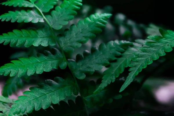 Close Fresh Green Tropical Fern Leaf Nature Plants Dark Scene — Stock Photo, Image