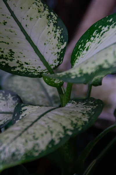 Zbliżenie Świeżych Zielonych Roślin Tropikalnych Aglaonema Liści Przyrody Ciemnej Sceny — Zdjęcie stockowe