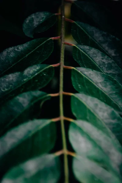 Linha Belas Folhas Verdes Tropicais Penduradas Haste Com Cena Cinematográfica — Fotografia de Stock