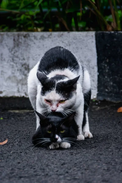 Romantic Couple Black White Cats Enjoy Life Residential Street — Stock Photo, Image