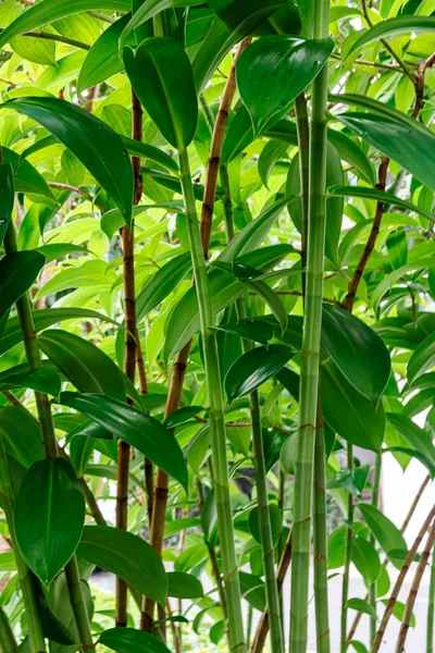 Πράσινο Φύση Τροπικό Μίνι Μπαμπού Φυτό Θολή Και Μαλακό Φόντο — Φωτογραφία Αρχείου
