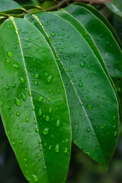 Doğanın yeşil çizgisi, sabah çiğ damlalarıyla süslenmiş bir su damlası ve ormandaki güzel bir sinematik renk sahnesi.