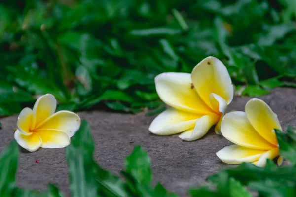 Eksotis Tiga Bunga Frangipani Kuning Jatuh Bebatuan Tengah Rumput Hijau — Stok Foto