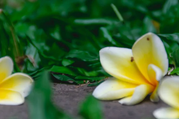 Eksotis Tiga Bunga Frangipani Kuning Jatuh Bebatuan Tengah Rumput Hijau — Stok Foto