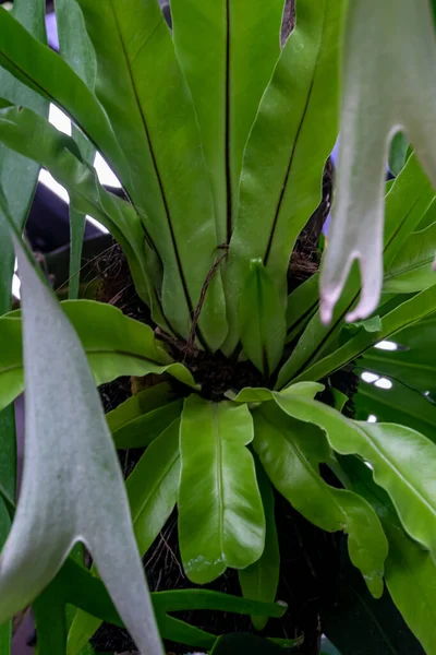 Pandangan Dekat Tanaman Staghorn Alam Hijau Tropis Untuk Latar Belakang — Stok Foto