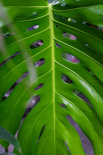 Monstera Hijau Tropis Yang Indah Meninggalkan Tekstur Dengan Latar Belakang — Stok Foto