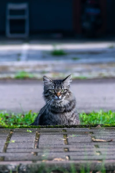 Niedliche Lange Haare Graue Katze Mit Halbkörper Posiert Unter Pflaster — Stockfoto