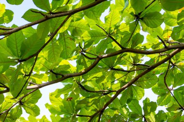 Parlak güneş ışığını kaplayan yeşil meşe yaprakları.