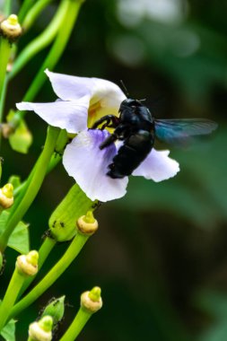 Uçan siyah böcek, bulanık ve yumuşak odaklı arka plan ile çiçek açan mor çiçekten bal emer.