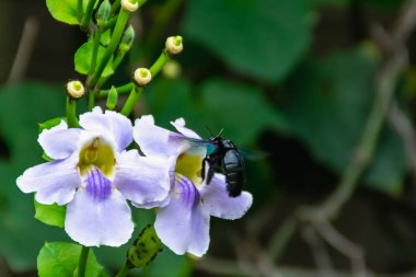 Siyah böcek, çiçek açan mor çiçeğin nektarının suyunu bulanık ve yumuşak odaklı doğa arka planıyla buluyor.