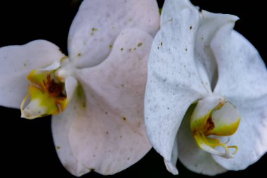 Yakın plan ve koyu arkaplan ile güzel beyaz orkide çiçekleri makro görünümü