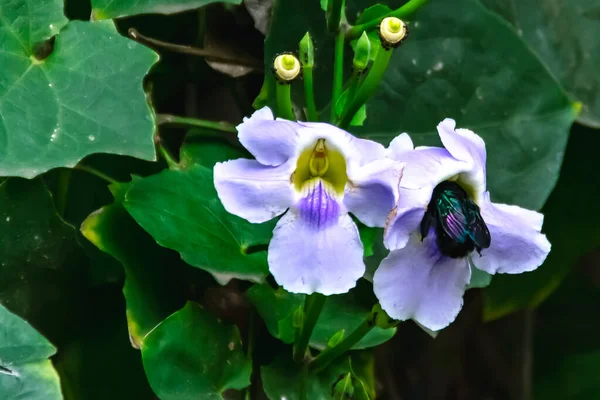 Carpenter Bee Suck Honey Nectar Blooming Purple Flower Blurry Soft — Stock Photo, Image