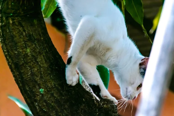Weiße Katze Geht Vorsichtig Vom Baum Herunter — Stockfoto