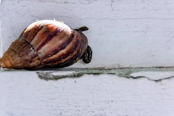 Bâton Escargot Brun Sur Fond Mural Blanc — Photo