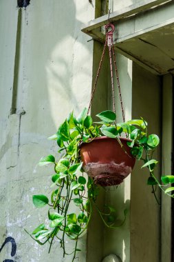 Süslü sarmaşık yaprakları duvarda asılı duran plastik çömlek üzerinde.