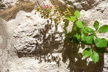 Güzel bir iskele dalı, yaz gölgesi ve Akdeniz taş duvar düzeniyle ayrılıyor. Retro sıcak, huzurlu titreşim.