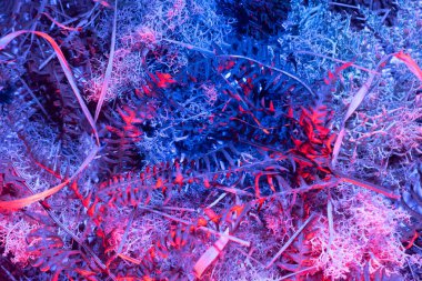 Soyut siber punk geçmişi. Çeşitli bataklık bitkilerinden pamuk, yosun, erkek eğreltiotu ve İrlanda 'da kış mevsiminde toplanan diğer bitkilerden oluşan desen.