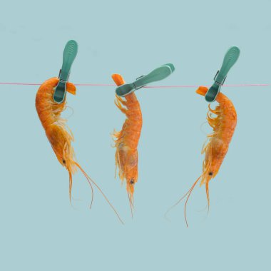 Modern deniz ürünleri minimum konsept. Harika üç organik pembe karides pembe bir çamaşır ipine asılmış. Gökyüzü mavisi arkaplan