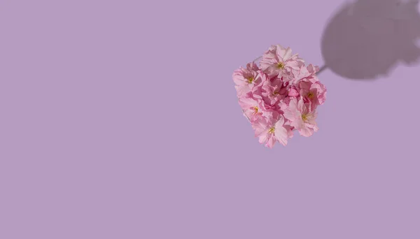 Frühling Minimalkonzept Flache Anordnung Der Kirschblüten Coupé Glas Mit Schatten — Stockfoto