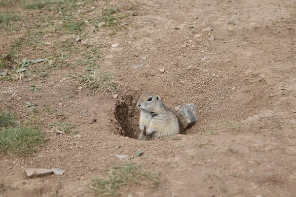 Un gopher guarda fuori da un buco, un roditore in un campo, un animale — Foto Stock