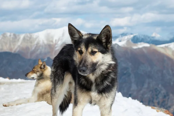Psi na sněhu v horách, psi odpočívající na slunci na úbočí hory — Stock fotografie