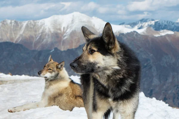 Perros en la nieve en las montañas, perros descansando en el sol en la ladera de la montaña — Foto de Stock