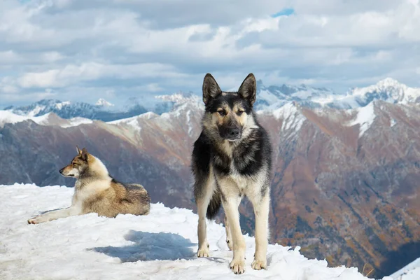 Perros en la nieve en las montañas, perros descansando en el sol en la ladera de la montaña — Foto de Stock