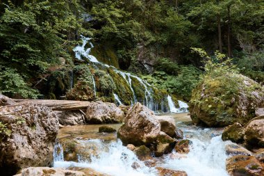 Manzara, dağ nehri ve orman, kayaların, bitkilerin ve derenin üzerinden akan su.