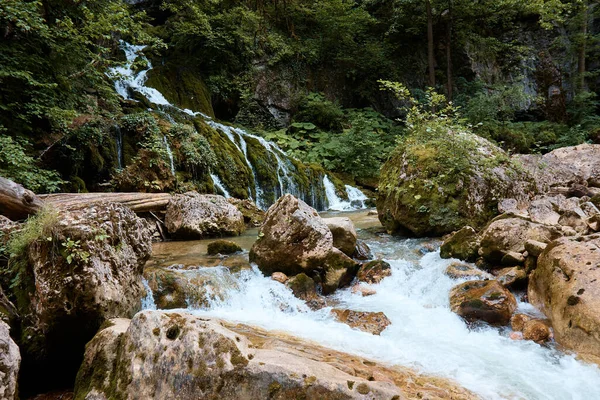 Manzara, dağ nehri ve orman, kayaların, bitkilerin ve derenin üzerinden akan su.
