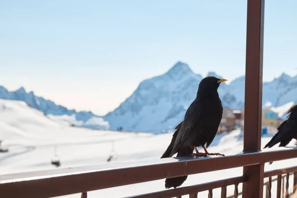 Havran sedí na zábradlí, vrána v horách, pták, rozmazané pozadí, detailní záběr — Stock fotografie