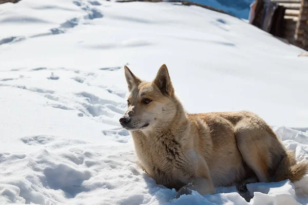 Σκύλος στο χιόνι στα βουνά, σκύλος που αναπαύεται στον ήλιο στην πλαγιά του βουνού — Φωτογραφία Αρχείου
