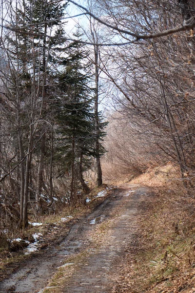 Herbstlandschaft, Straße im Herbstwald, Allee, umgestürzte Bäume, Nadelwald und der erste Schnee — Stockfoto