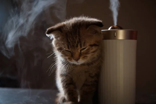 Küçük kırmızı kedi yavrusu oturur ve nemlendiriciden çıkan beyaz buharı görür.