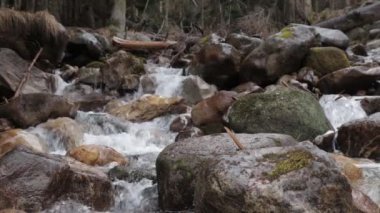 Yakın mesafede bir dağ nehri, ormanda bir dere, etrafta ağaçlar ve taşlar, taşlara karşı akan su.